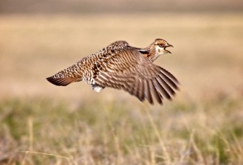 The displaying males would often lift off for short flights and call out when hens were around to attract their attention.