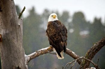 A Bald Eagle perches above the edge of a prairie dog town. Click to enlarge photos.