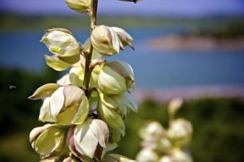 Yucca in bloom at the Snake Creek Scenic Overview.