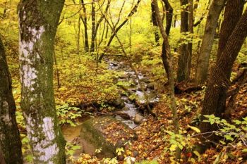 A bubbling brook surrounded by fall colors in Sica Hollow State Park. Click to enlarge photos.