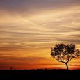 A lone tree at sunset near Skunk Creek just east of Hartford, SD. Click to enlarge photos.