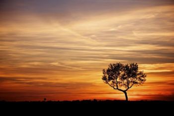 A lone tree at sunset near Skunk Creek just east of Hartford, SD. Click to enlarge photos.