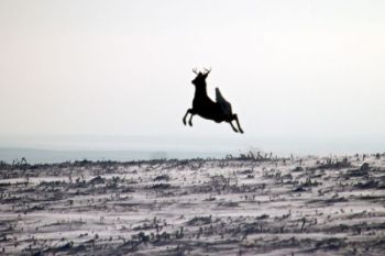 A young whitetail buck bounds over the snow-covered prairie of Dewey County. Click to enlarge photos.