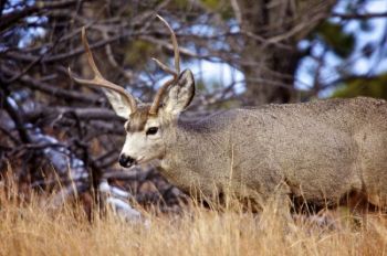 A young mule deer buck grazing along NPS Road 5. Click to enlarge photos.