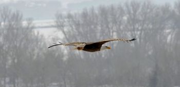 The big birds love to ride winter thermals, floating on vertical wind currents that rise as the winter sun warms the ground and water below. Photo by Bernie Hunhoff