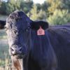 Winter Storm Atlas devastated many West River cattle herds.