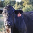 A hungry herd of cows was no match for Ma Ingalls and her trusty hoe. Photo by Bernie Hunhoff.