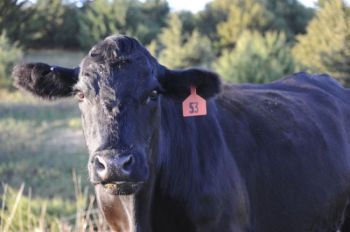 A hungry herd of cows was no match for Ma Ingalls and her trusty hoe. Photo by Bernie Hunhoff.