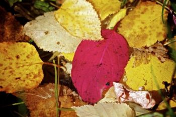 Fallen leaves in an eddy of Spearfish Creek.