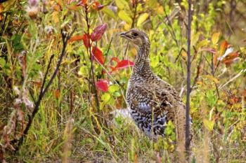 This sharp-tailed grouse huddles amongst the colorful undergrowth.