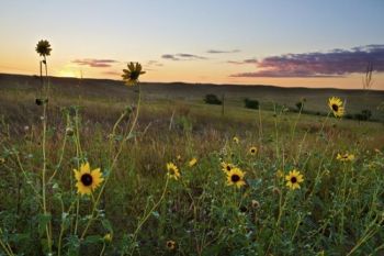 Wild sunflowers at sunset.