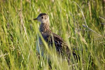 Upland sandpiper foraging in the Grasslands.