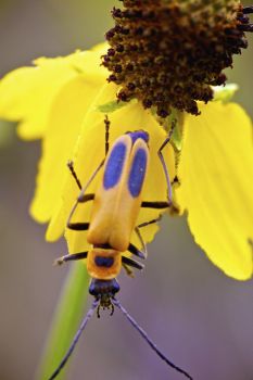 An interestingly colored beetle hanging out on a yellow cone flower.