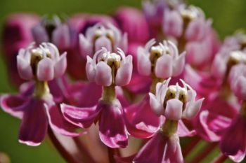 Blooming swamp milkweed in flower.