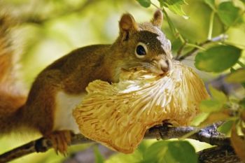 This red squirrel found a tasty mushroom.