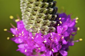 Close-up of prairie clover flower.
