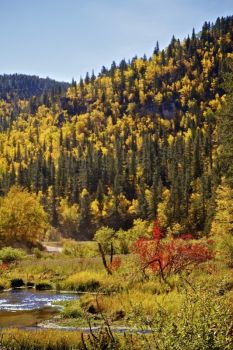 The colors of Roughlock Falls Nature Area on a sun-drenched autumn afternoon provide a breathtaking spectacle for visitors.