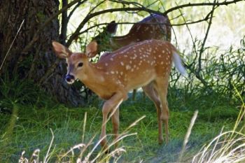 Twin fawns near the main picnic area.