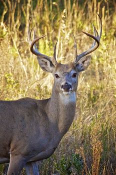 White-tailed buck in the evening light.