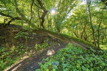 Blood Run Nature Area's forested walking trail is just a few miles northeast of Lake Alvin.