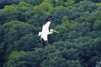 A pelican circles for a landing on the waters of Big Stone Lake.