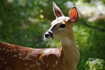 The same fawn dappled in the lovely morning light.