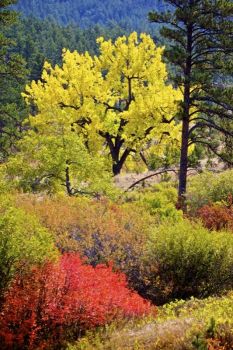 Fall color found along Highway 87 on the park's southwest side.