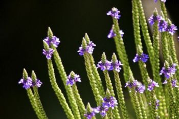 Wild Vervain flowers on the banks of the creek.