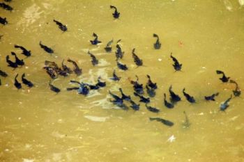 Bullhead fry in the murky waters of the creek.