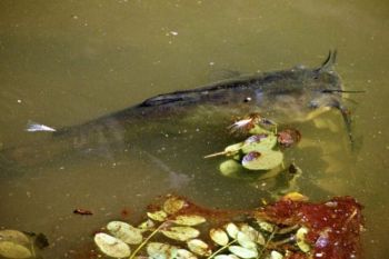 A larger bullhead surfaces in a deeper pool in a creek bend.