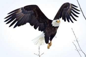 In flight.