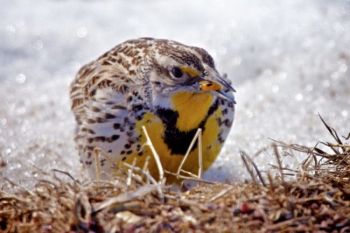 He was dining on a bit of spilled grain.