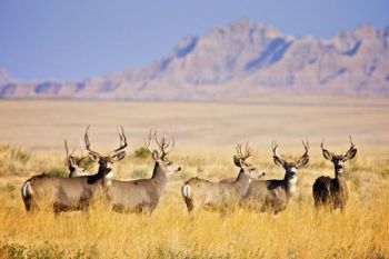 This herd of muley bachelors was hanging out near the Quinn Road in <a href='http://www.nps.gov/badl/index.htm' target='_blank'>Badlands National Park</a>.