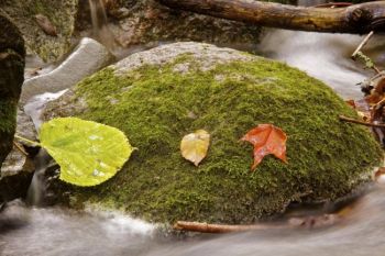 Three different leaves happened to fall on this mossy rock, creating a unique study in fall color.
