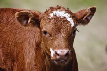 A spring calf on the pastures of the Grand River National Grasslands.