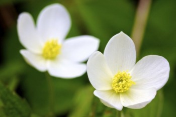 White wildflowers pop against the verdant spring vegetation.