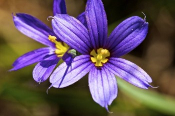 Blue-eyed grass in bloom amongst the Slim Buttes.