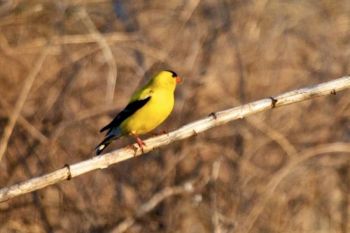 American Goldfinch.