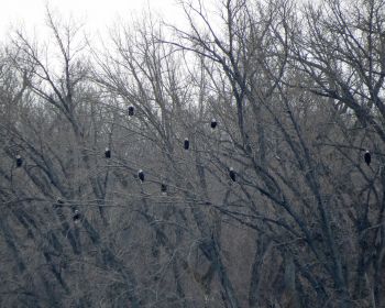 Eagles are easy to spot in the forested bottomlands of the Missouri River valley, thanks to their size and “bald” heads. Photo by Michael Zimny