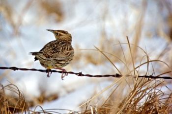 Another Moody County meadowlark found a better perch.