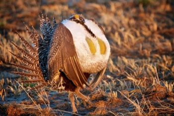 During the mating season, the males grow enlarged air sacs on their chest and fill them to impress the hens.