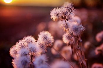 Roadside weeds near Montrose.