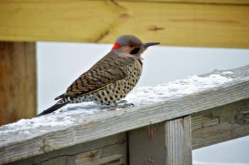 A Northern Flicker at Yankton's Riverside Park.