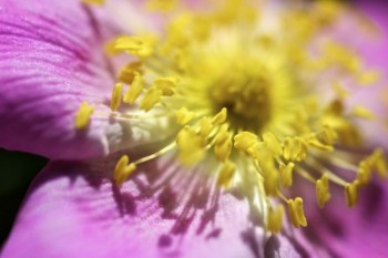 Close-up of a wild prairie rose blossom.