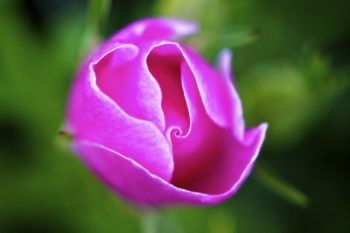 Lake Hiddenwood State Park is lush with trees, wildlife and plants, like this prairie rose getting ready to unfurl. Click to enlarge photos.