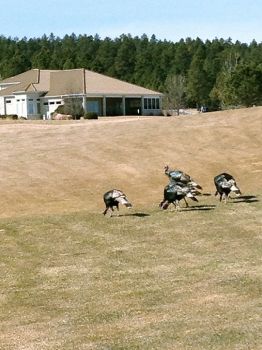 Local turkeys also enjoy Red Rock's course.