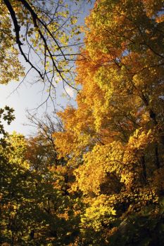 The afternoon sun accentuated the orange in this majestic Sica Hollow tree.