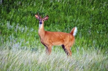 A young buck in velvet along one of the park's hillsides.