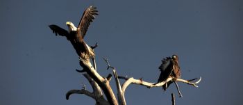 Bald eagles’ heads don’t turn white until they are 4 to 5 years of age. The bird on the right is just a baby. Photo by Bernie Hunhoff