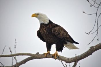 This Bald Eagle perched just below Gavins Point Dam on the Nebraska side of the river.